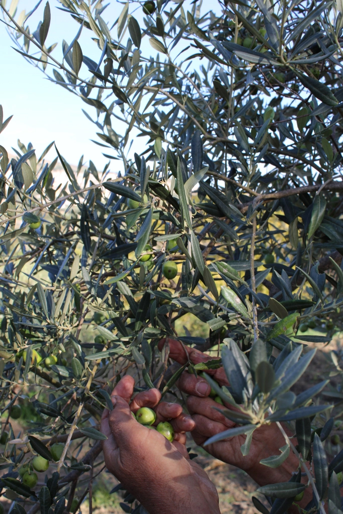 Theodoro picking the olives for Al Mizar