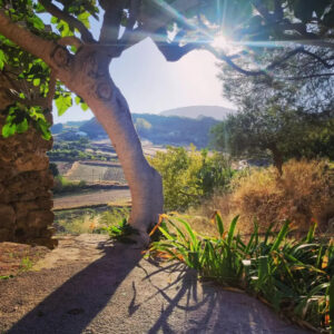 Al Mizar countryhouse figtree during golden hour