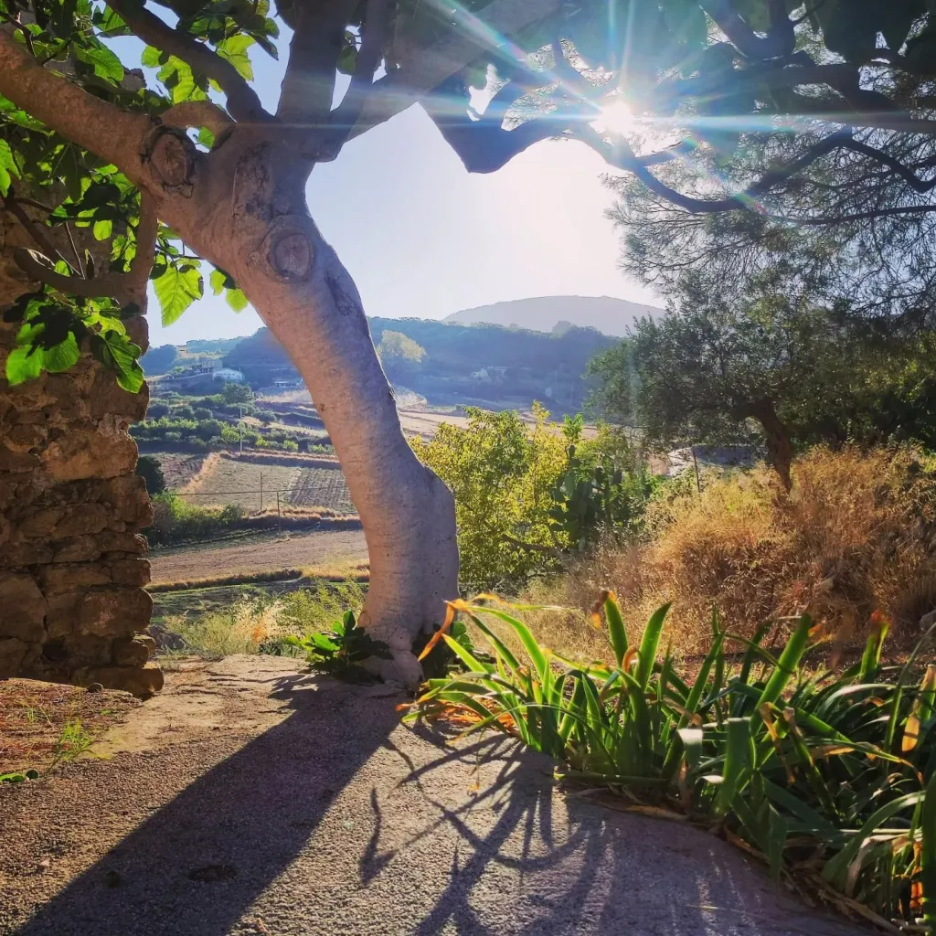 Al Mizar countryhouse figtree during golden hour