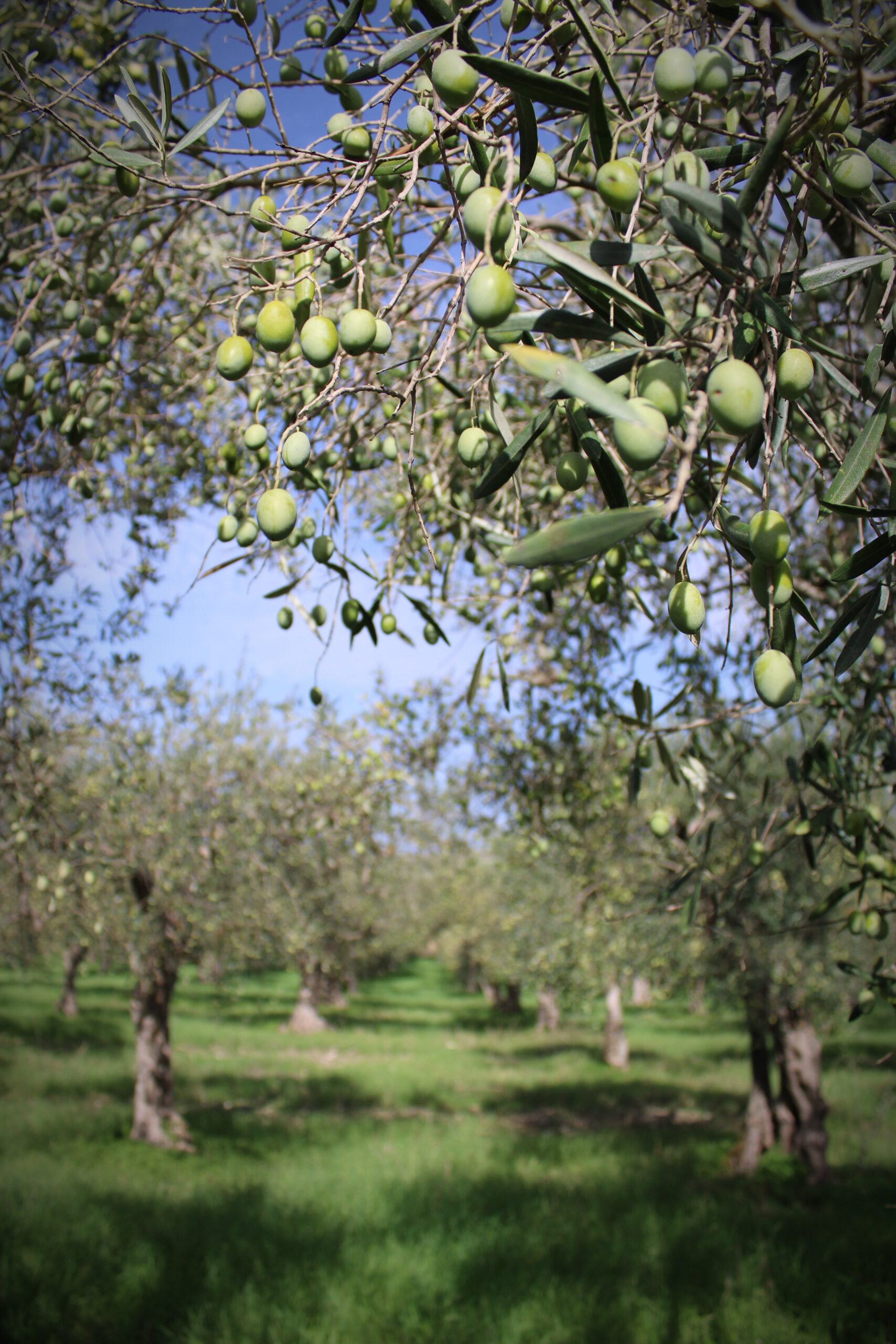 Olives hanging on Olivetree in Sicily, Bisacquino