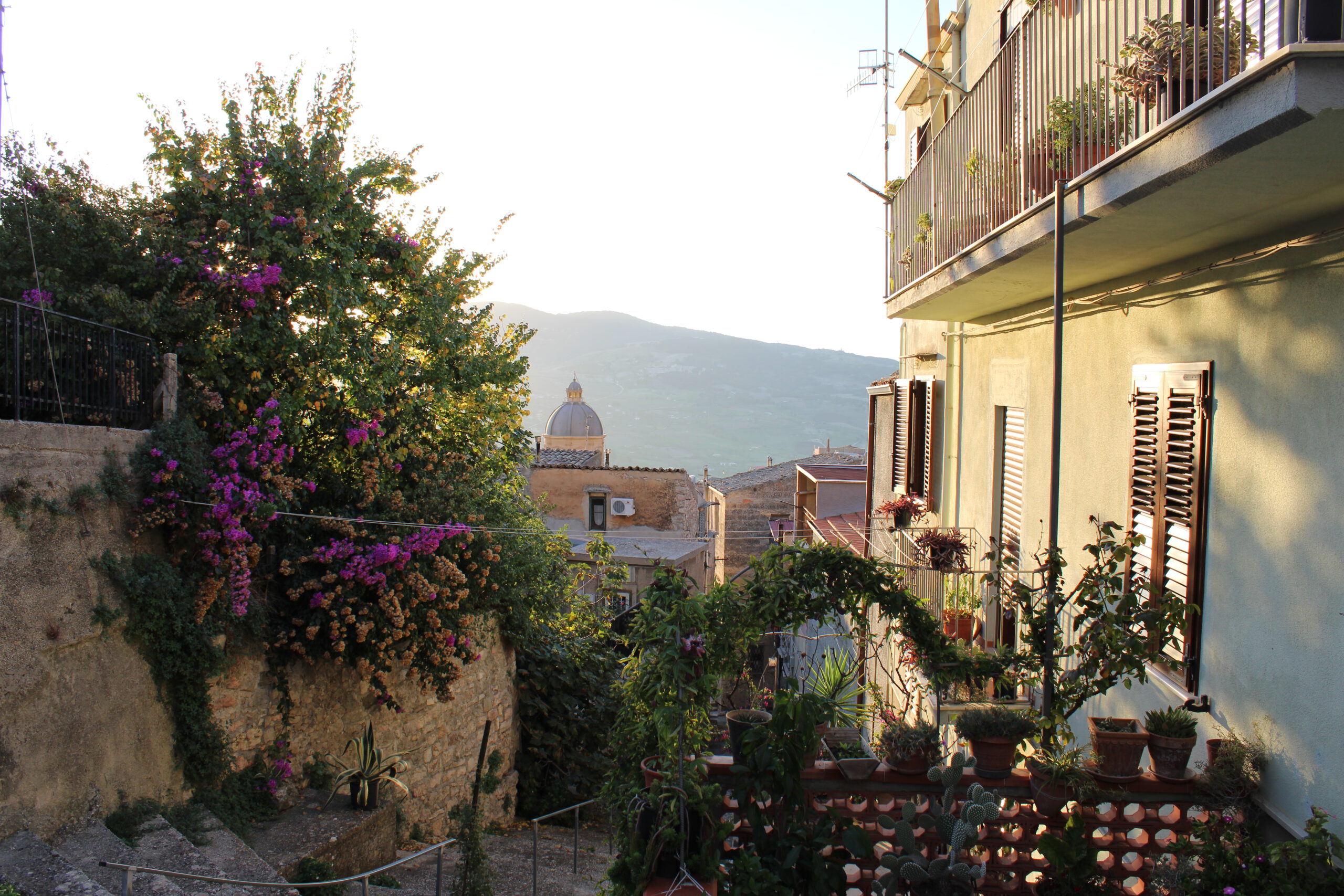 Flower view with Bisacquino dome mother church