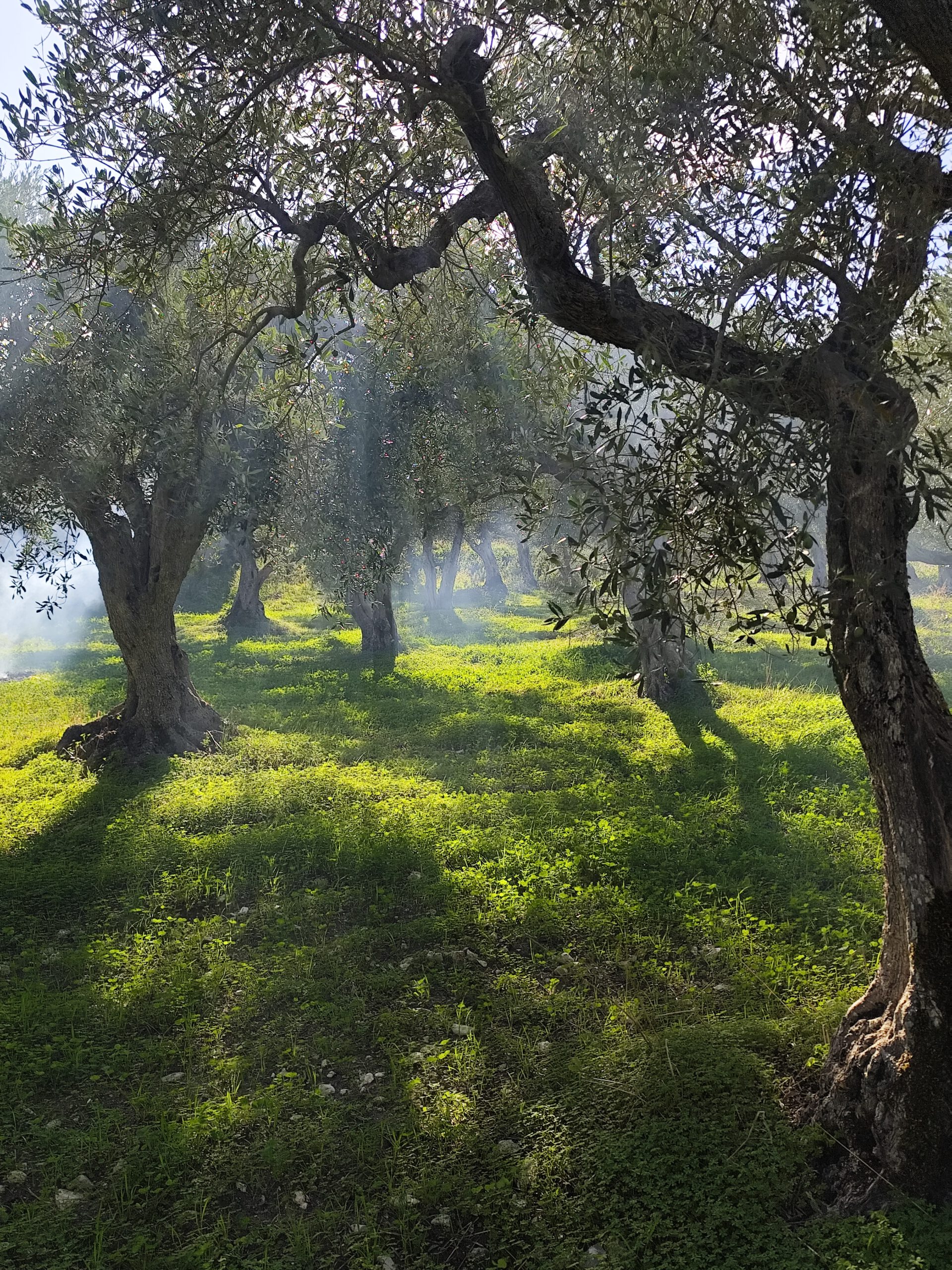 Rook en zon in de olijfgaard