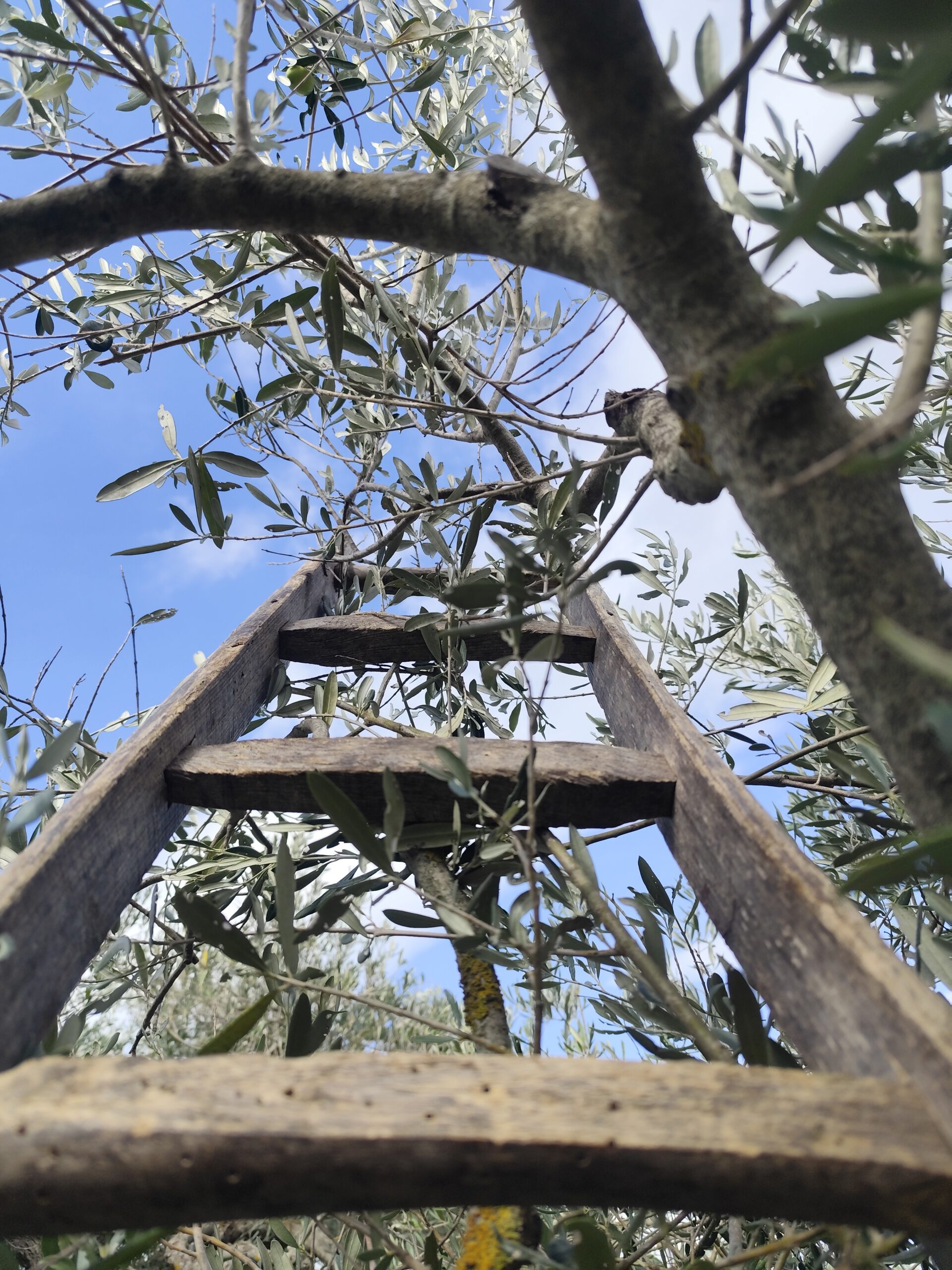 Favoriete oogst ladder