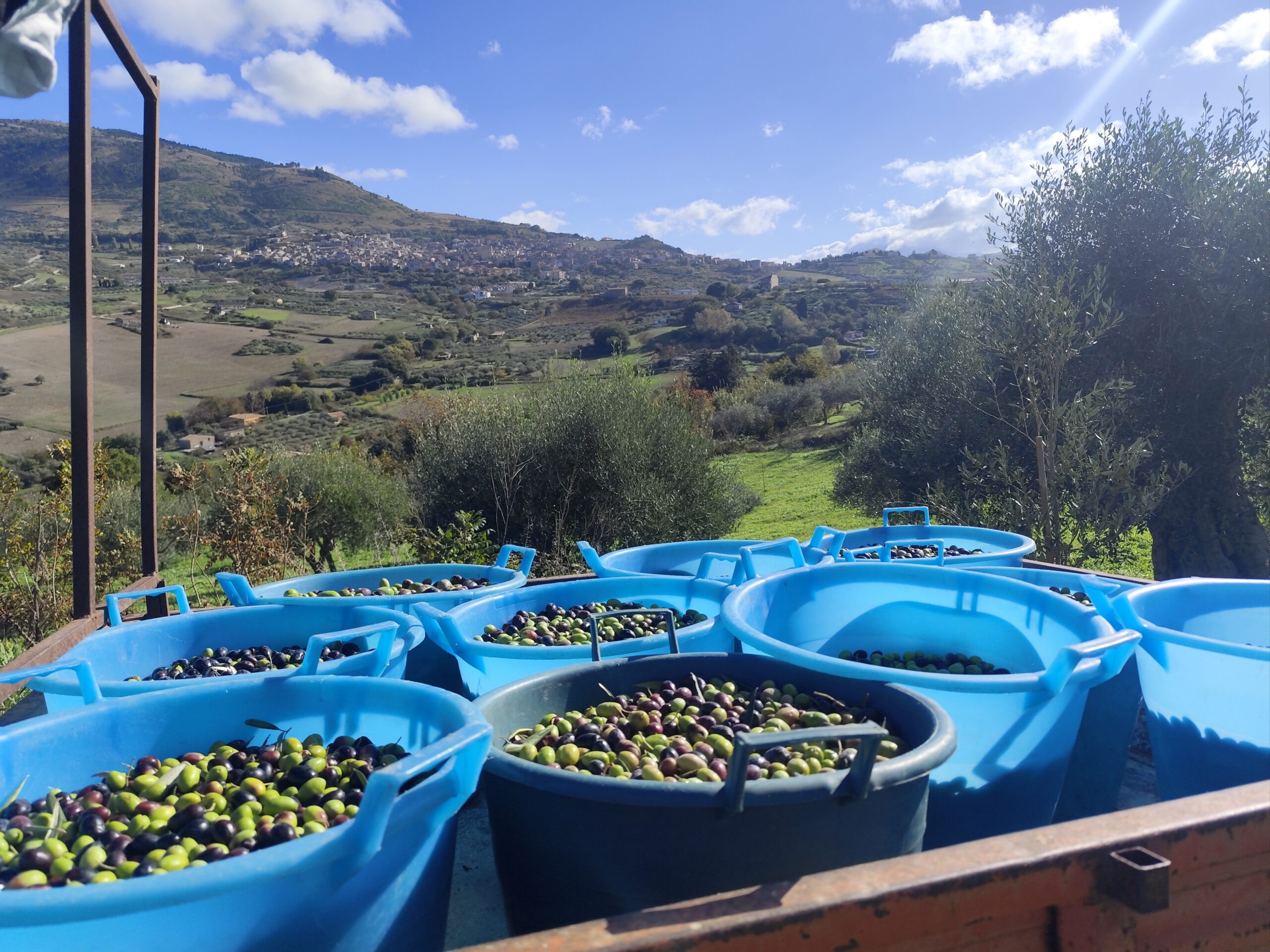 De olijven verzamelen op de mini tractor