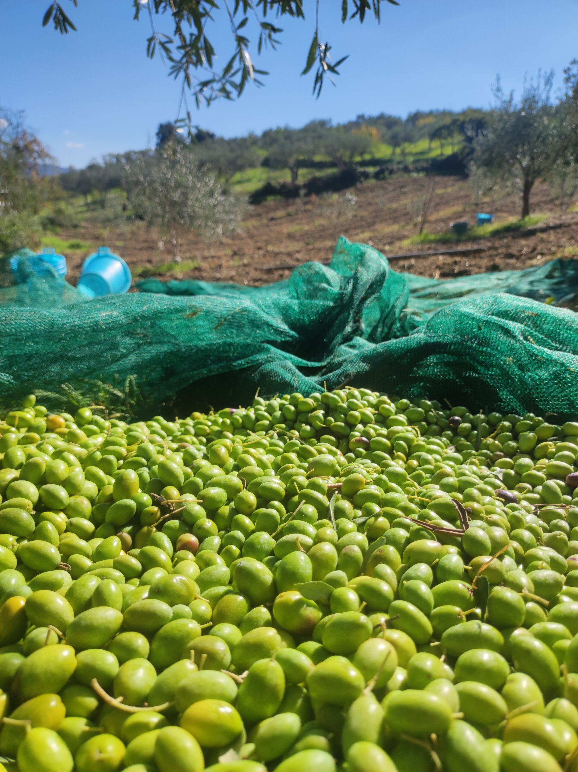 A bunch of olives